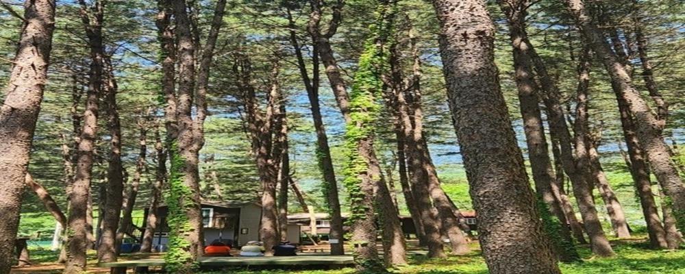 Hongcheon Gongjaksan Recreational Forest Pension Номер фото